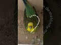 Corazondemelon Kiwi Budgies Budgiesoftiktok Fypage