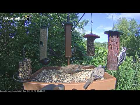 Morning Visitors Begin Their Week At Cornell Feeders – Aug. 12, 2019