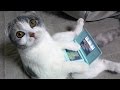 Cats are just the funniest pets ever - Funny cat compilation