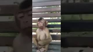 Download lagu Story wa 30 Detik || Bangun woee || Monyet mp3 Download lagu Story wa 30 Detik || Bangun woee || Monyet mp3