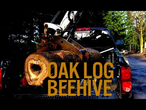 , title : 'Making OAK log Beehives the easy way
