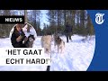 Zo hard kun je op een huskyslee (Michelle test het uit!)
