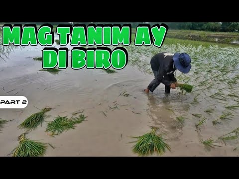 P2-PATANIM NG PALAY - EP1418
