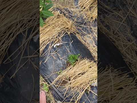 なぜマリーゴールドを菜園に植えるのですか？いつ、どのように行うのですか?  庭園