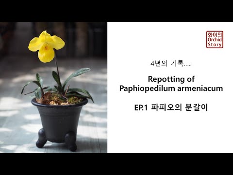 , title : 'EP.1 파피오 추천 분갈이 | Repotting with Paphiopedilum  armeniacum | 파피오페딜룸 아르메니아컴 | 화이 Orchid Story'