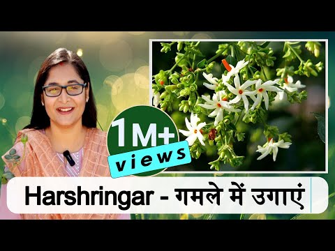 🔴HARSHRINGAR PLANT CARE हरसिंगार PARIJAT NIGHT BLOOMING JASMINE IN POT #gardening #jasmine #parijat