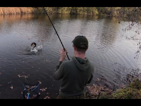 Hechtangeln mit Köderfisch ( Wahnsinn was da abging)