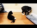 Kitten Choco Fights With His Tuxedo Brother L CrazyCatish