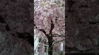 Download lagu Musim Semi di Jepang, Tidak Pernah Salah 😍 #musimsemi #jepang #wisatajepang #jalanjalan #wisata mp3