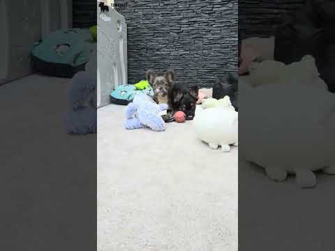 Video 2