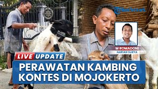 Hoki Perawat Kambing Kontes di Jetis Mojokerto Jawa Timur, Raup Untung Puluhan Juta Rupiah