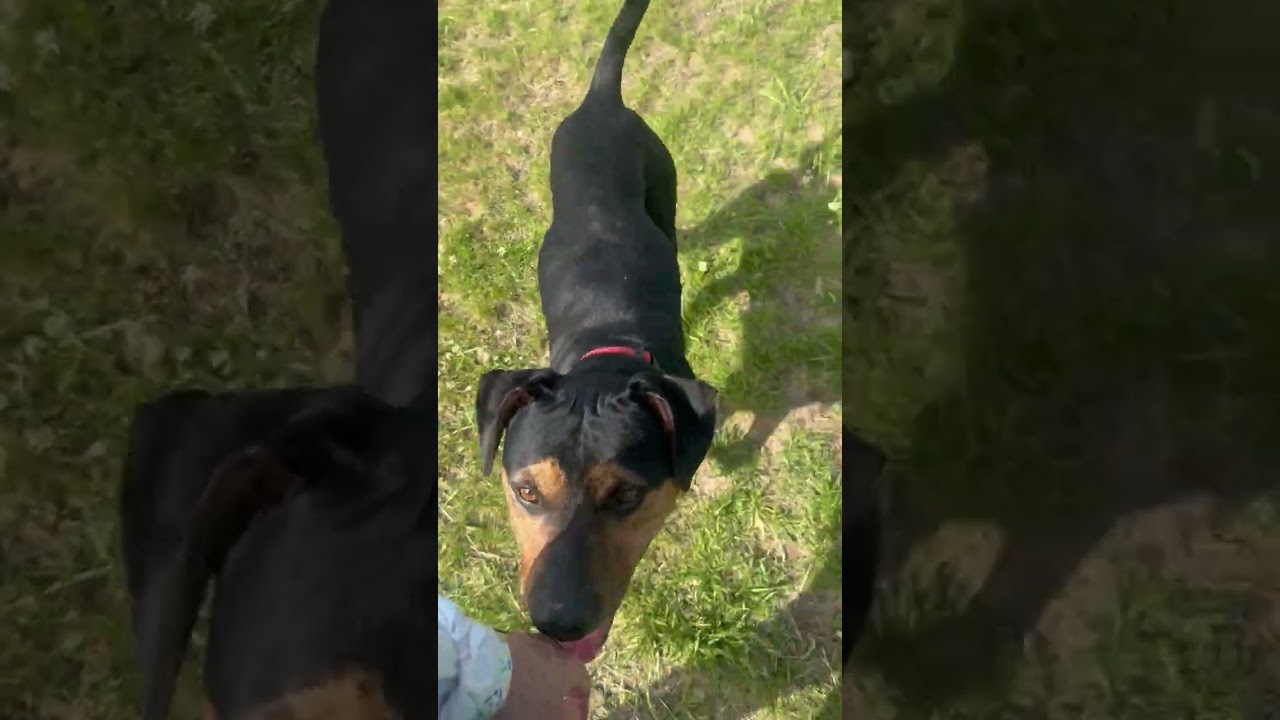 Enlarge Alvin, a Adoptable mixed breed in Kalamazoo, MI video 6/6