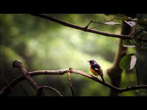 Chuck Wonderland - Free Like A Bird (John Bowtie Remix)