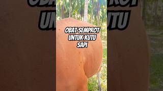 Download lagu Cows are sprayed for this #cows mp3 Download lagu Cows are sprayed for this #cows mp3