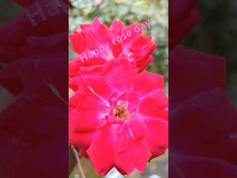 Happy rose day 🌹🌹