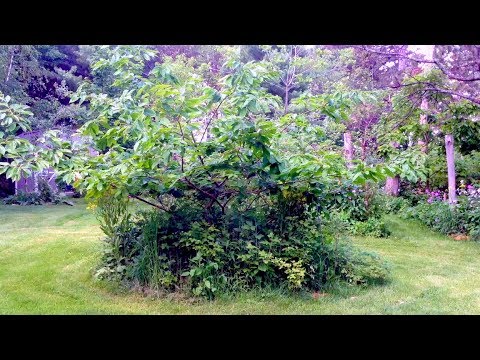 Polycultures and Guilds 5 - Chestnut with Allies