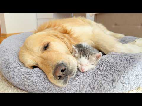 YouTube 썸네일