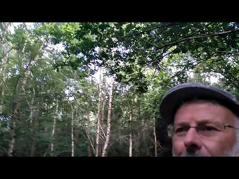 'the country house' - forest walk