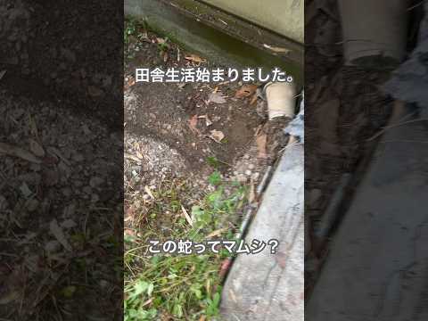 自然に毒蛇を追い払う方法は？傷つけずに追い払う5つのヒント  庭園