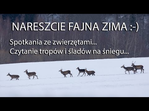 Nareszcie fajna zima! Czytanie tropów i śladów zwierząt,  stado jeleni. Z życia fotografów przyrody