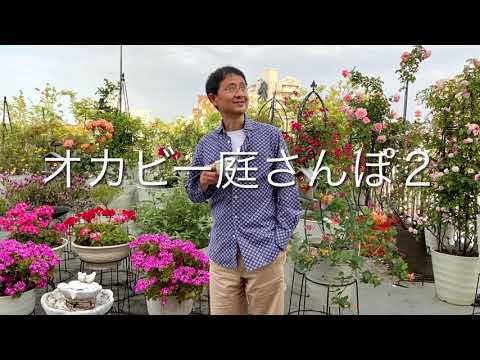 plantes-balcon-plantes-vertes-sol-bugle plantes pour balcon