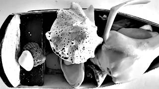 Gordi- Heaven I Know- Live NC Edit