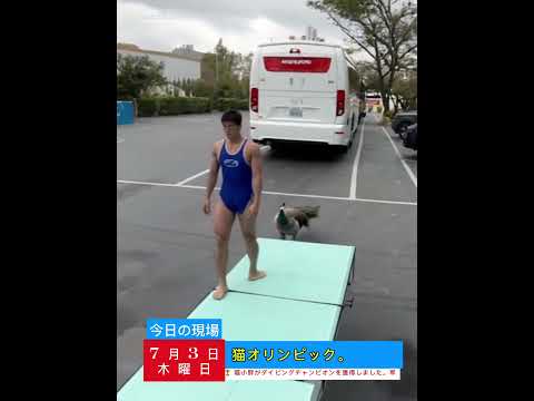 Olympic bird #haha #fyp #fypシ゚viral  #videoftheday #funny  #birds