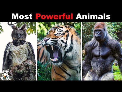 10 Strongest Animals in The World