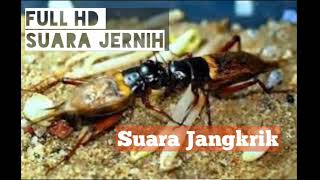 Download lagu suara jangkrik , cocok untuk masteran burung Kacer dan murai batu mp3