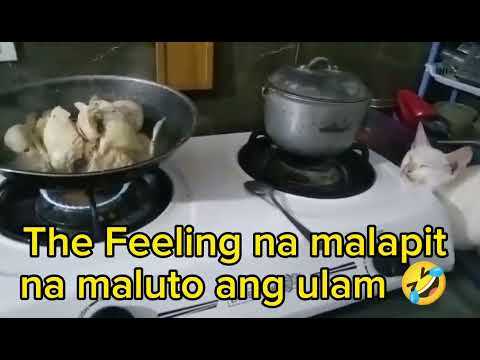 Sofie cat, shala's friend