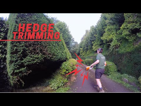 Trimming a yew hedge