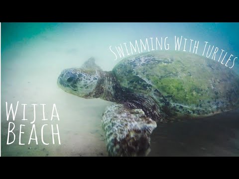 Swimming With Turtles! (At Wijaya Beach!)