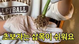 자작 제라늄 저면관수 삽목판 대성공(초보자는 삽목이 너무 쉬워요)