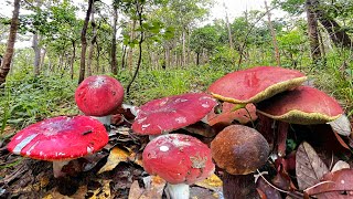 เก็บเห็ดก่อแดงใหญ่ เห็ดผึ้งรวม วันนี้เห็ดห่างแต่ยังพอได้เก็บอยู่