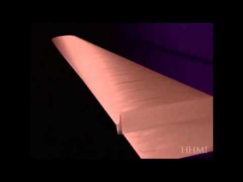 Ilustração do Ouvido Humano - Illustration of the Human Ear