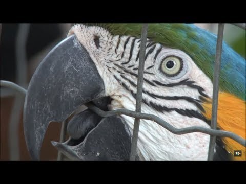 TJ UFSC 06/11/18 - ONG R3: resgate de animais silvestres