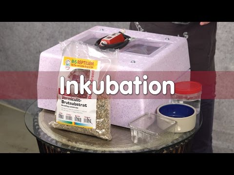 Reptil TV - Technik - Inkubation von Reptilien Eier