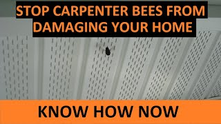 Get Rid of Carpenter Bees Naturally  Without Killing Them