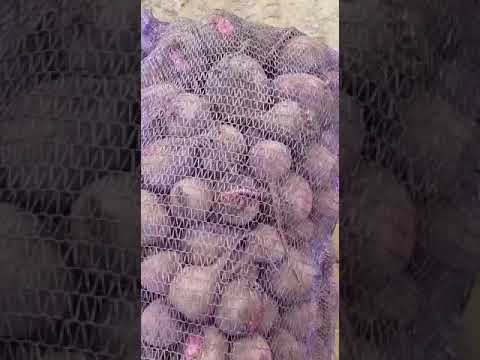 Свекла оптом