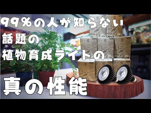 ゲルを摂取したディプラデニアを救うにはどうすればよいですか?効果を高めるための 5 つのヒント  庭園