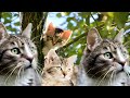 Meow Mamas Cat Story Imosional Story Cat Cat Video Cute Video Cat