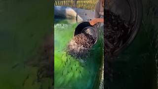 Download lagu #video #fishing#fish #farming#shorts #trending #youtube#viralvideo #views #instagram#trendingshorts mp3 Download lagu #video #fishing#fish #farming#shorts #trending #youtube#viralvideo #views #instagram#trendingshorts mp3