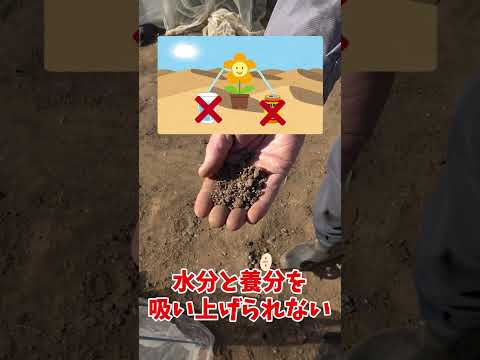 スノーベリー、スナップエンドウの低木 植物