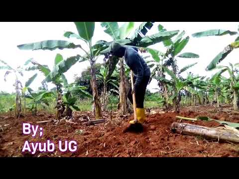 kikolo ku kikolo   Romeo Beats [music video]