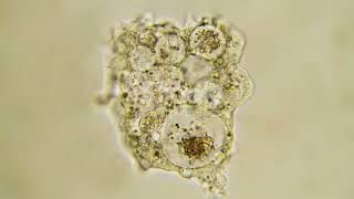 The fascinating world of protists: characteristics and behaviors of amoebas, paramecia, and algae!