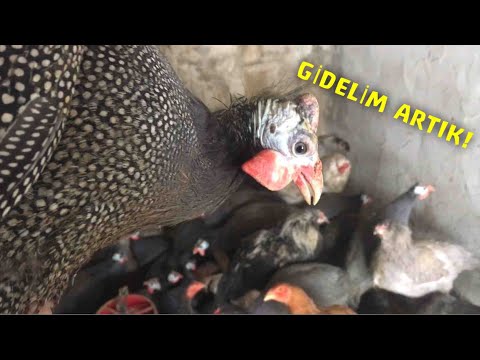 YABAN HOROZLARINI NEDEN KESECEĞİM?#Beçtavuğukümesi