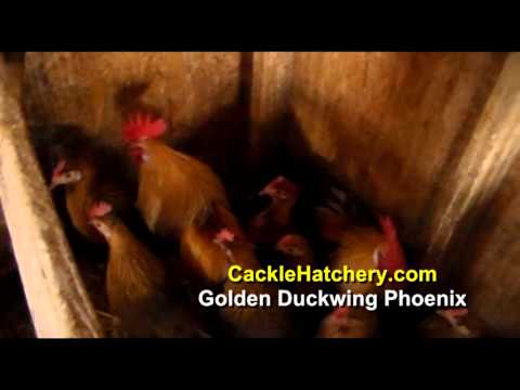 , title : 'Golden Duckwing Phoenix Chicken Breed (Breeder Flock)'