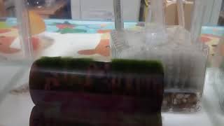 ウーパー動画ウーパールーパーに冷凍赤虫与えた！