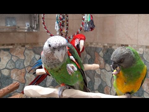 download lagu mp3 mp4 Roudybush California Blend, download lagu Roudybush California Blend gratis, unduh video klip Roudybush California Blend