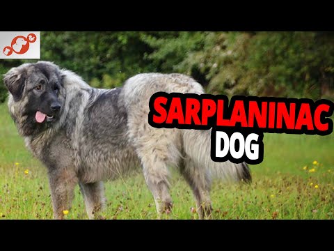 🐕 Sarplaninac Dog – All About The Sarplaninac Dog Breed!